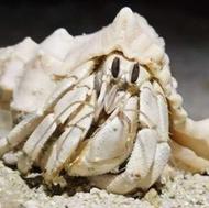 هرمیت خرچنگ خجالتی برای اولین بار در زنجان