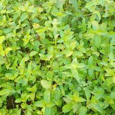 حرص درختان و باغچه کنی