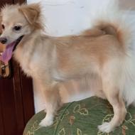 واگذار سگ اشپیتز پامر ماده