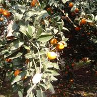 نارنگی انشو