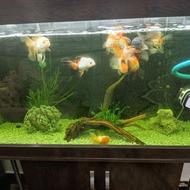 آکواریم کامل