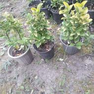 شمشاد طلایی