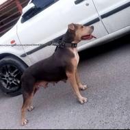 واگذاری سگ پیت بول نگهبان زیبا و زرنگ با هوش