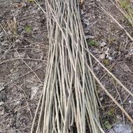 صنوبر اصلاح شده اسرائیلی5000 تومان