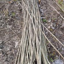 صنوبر اصلاح شده اسرائیلی5000 تومان