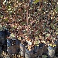 فروش انواع نهال پسته بادامی زرندی