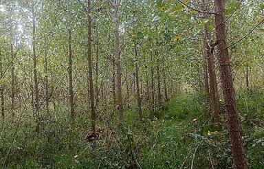 2800 متر زمین باغ روستای میانده در صومعه سرا