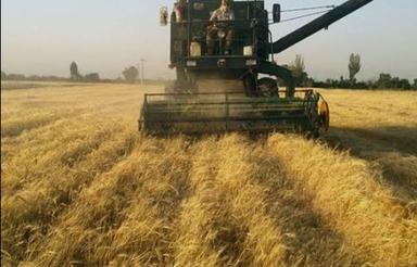 اجاره زمین کشاورزی در راه اسفرورین به قرقسین لب جاده آسفالت