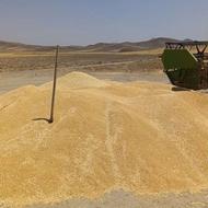 گندم دیم رقم صدرا