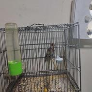 سهره ماده کرمانی و رسمی