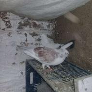 کبوتر ضمانتی