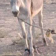 فروش چند راس الاغ ماده و نر سالم