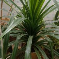 گل پاندانوس