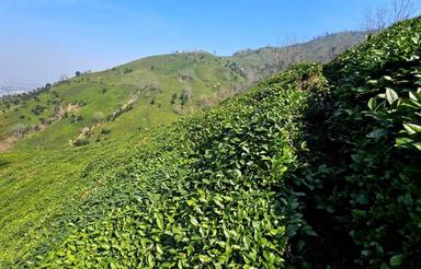 فروش فوری 3000 متر باغ چای روستای گرکرود