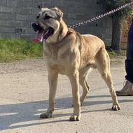 واگذاری توله سرابی 9 ماهه