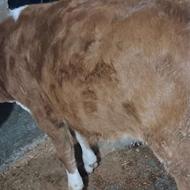 گوساله سمینتال