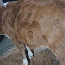 گوساله سمینتال