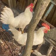 2 عدد خروس سفید رنگ