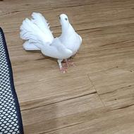 فروش کبوتر دم چتری اصل