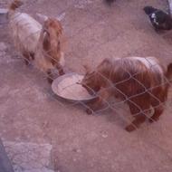 دو بزغاله نرو ماده