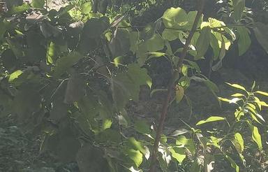 باغچه در بافت روستایی