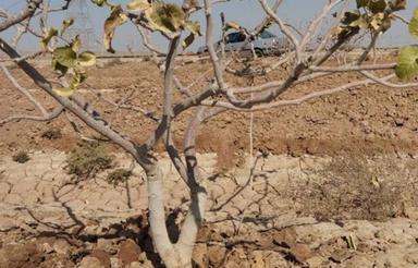 باغ پسته احمداقای