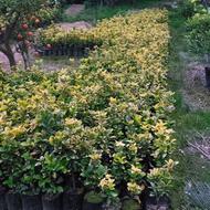 شمشاد طلایی چند ساله و یک ساله