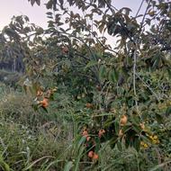 زمین 180 متری نزدیک کریم آباد