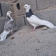 کبوترصید پرشی