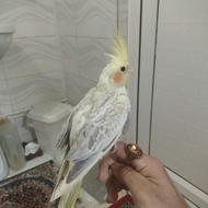 عروس هلندی گلباقالی و لوتینو