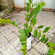 گل بی نظیر و عالی