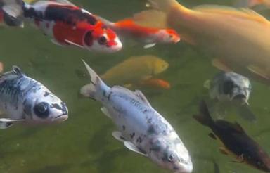 معاوضه باغ پرورش ماهی