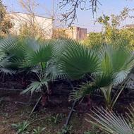 درخت گل تزئینی پالم واشنگتن