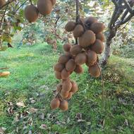 فروش کیوی داخل سردخانه