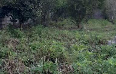 فروش زمین مسکونی 300 متر در شهنه کلا