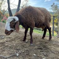 گوسفند پرواری