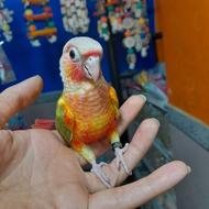 طوطی گرینچیک های رام دونخور نرم خور تازه دونخور و سرلاکی