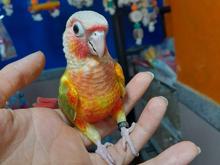 طوطی گرینچیک های رام دونخور نرم خور تازه دونخور و سرلاکی در شیپور