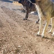 توله سگ عراقی واگذاری