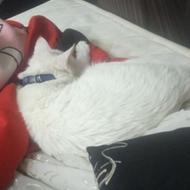 فقط گربه تمیز