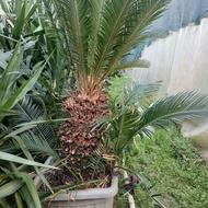 گل وگلخانه سیکاس پالم واشنگتونی وپرنده بهشتی