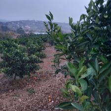 باغ فروشی 5هکتاری ساری