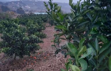 باغ فروشی 5هکتاری ساری