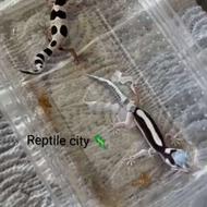 خزنده وارداتی خاص