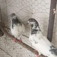 3تاماده کاردرست