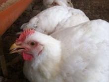 مرغ گوشتی چاق. در شیپور