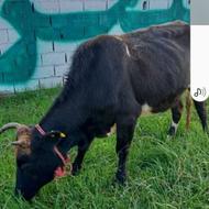 14عددگاو...........