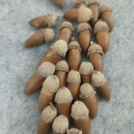 بلوط تزیینی