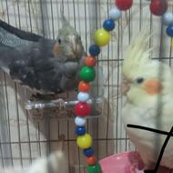 عروس هلندی دارچینی باهوش