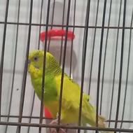 مرغ عشق بچه